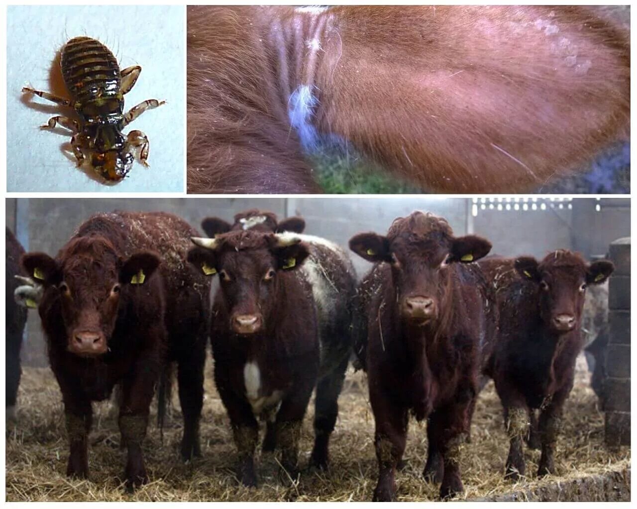 Melophagus ovinus - овечья кровососка (рунец). Bovicola bovis. Состриженная шерсть овцы. Кровососки овечий рунец. Рунец овечий (овечья кровососка).