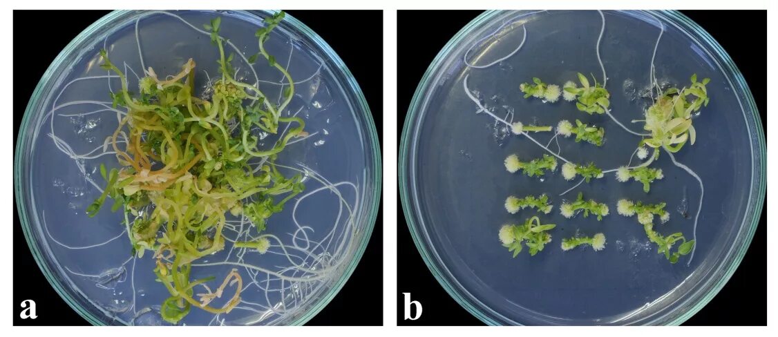 Культура in vitro. In vitro растения. Морфогенеза in vitro. Оплодотворение in vitro растений. Plant culture