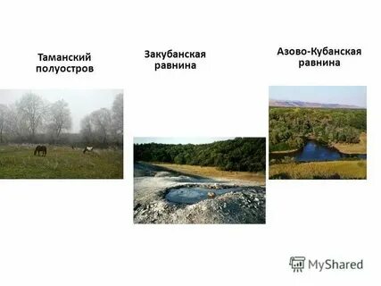 Природа закубанской равнины