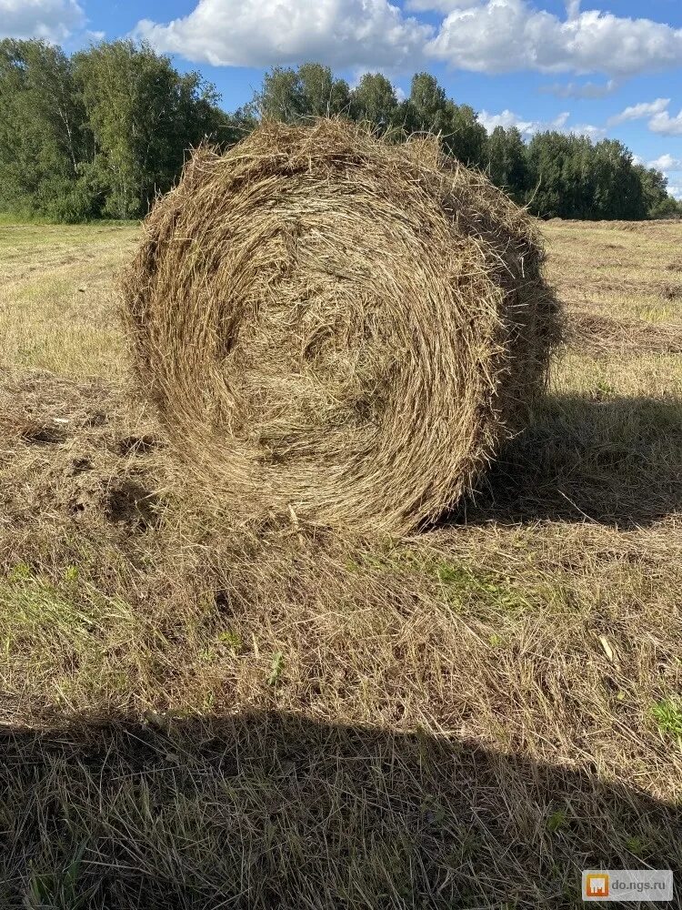 Сено и солома разница. Сено разнотравье рулон 300 кг. Сено от соломы. Свежее сено. Разница сена от соломы.