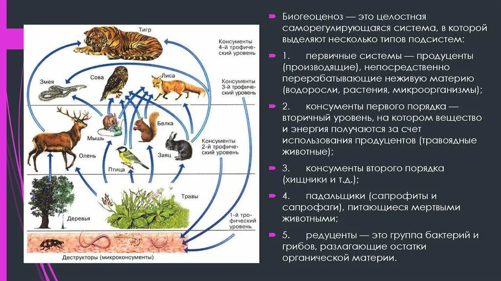 Продуценты консументы и редуценты это. Консумент второго порядка примеры. Животные редуценты. Консументы первого порядка это в биологии.