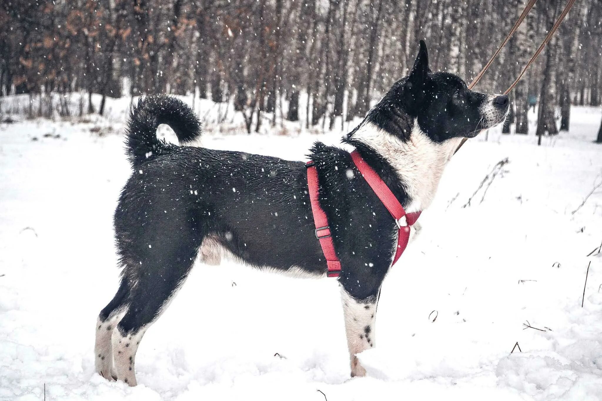 басенджи, 10 к. малиун собака. маленькие собаки на кошаре в грачевке. французская болонка бишон фризе. щенок билли.