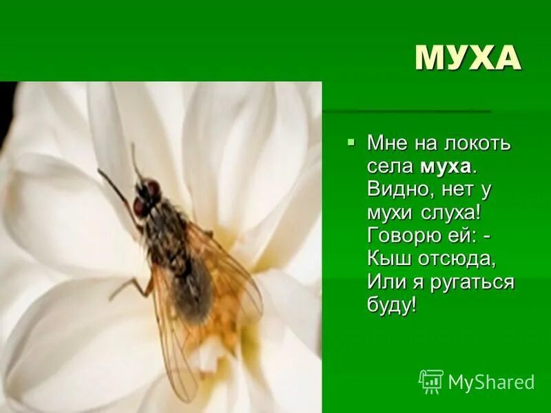 Мухи слухи