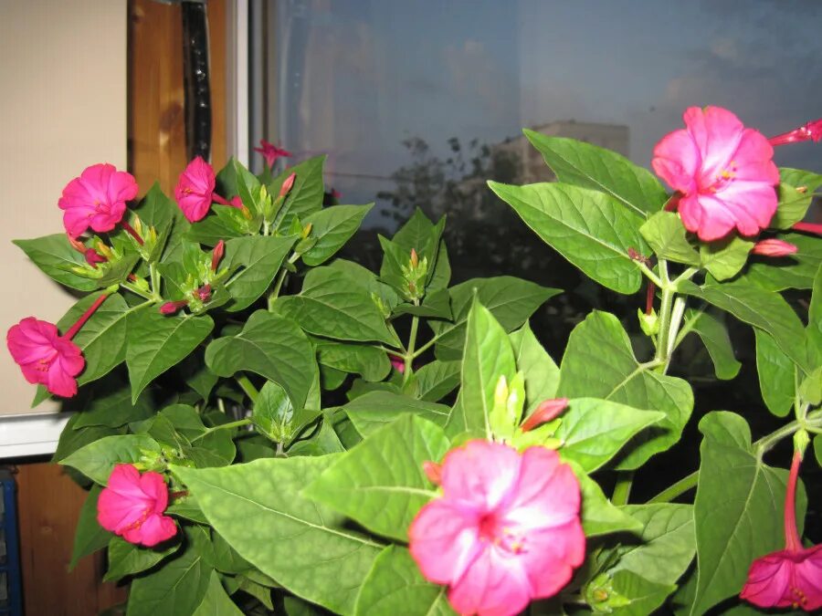Какой процент ночной красавицы с розовыми цветками. Мирабилис карамель цветок. Мирабилис ночная красавица. Мирабилис рассада. Вьюн ночная красавица.
