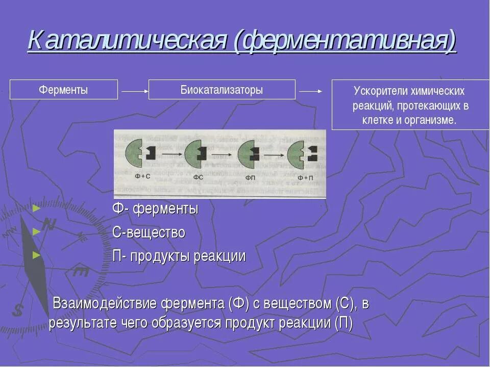 Химическая кинетика и катализ. Биокатализаторы химических реакций в организме. Биокатализаторы химических реакций. Химические процессы в химии. Биокатализаторы химических реакций.