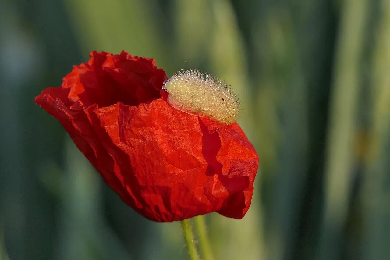 Corn poppies. Маки Макросъемка. Мак красный морщинистый. Маки цветы фото. Лепесток цветка мака красный.