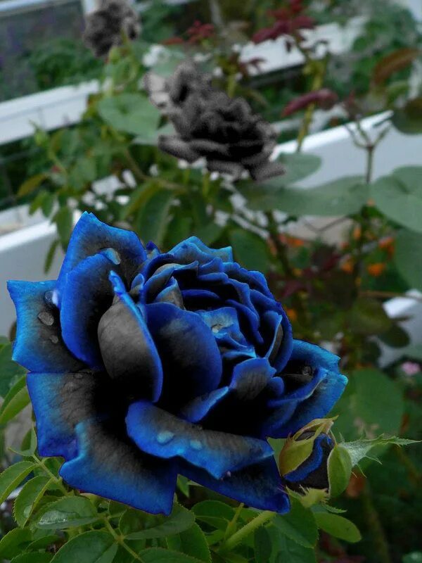 Flowers, Rose, Plants