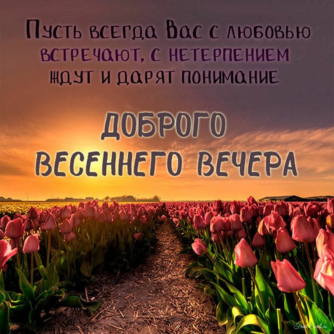 Стихи добрый весенний вечер. Поле тюльпанов. красивые тюльпаны. весенний закат. цветы вечер.