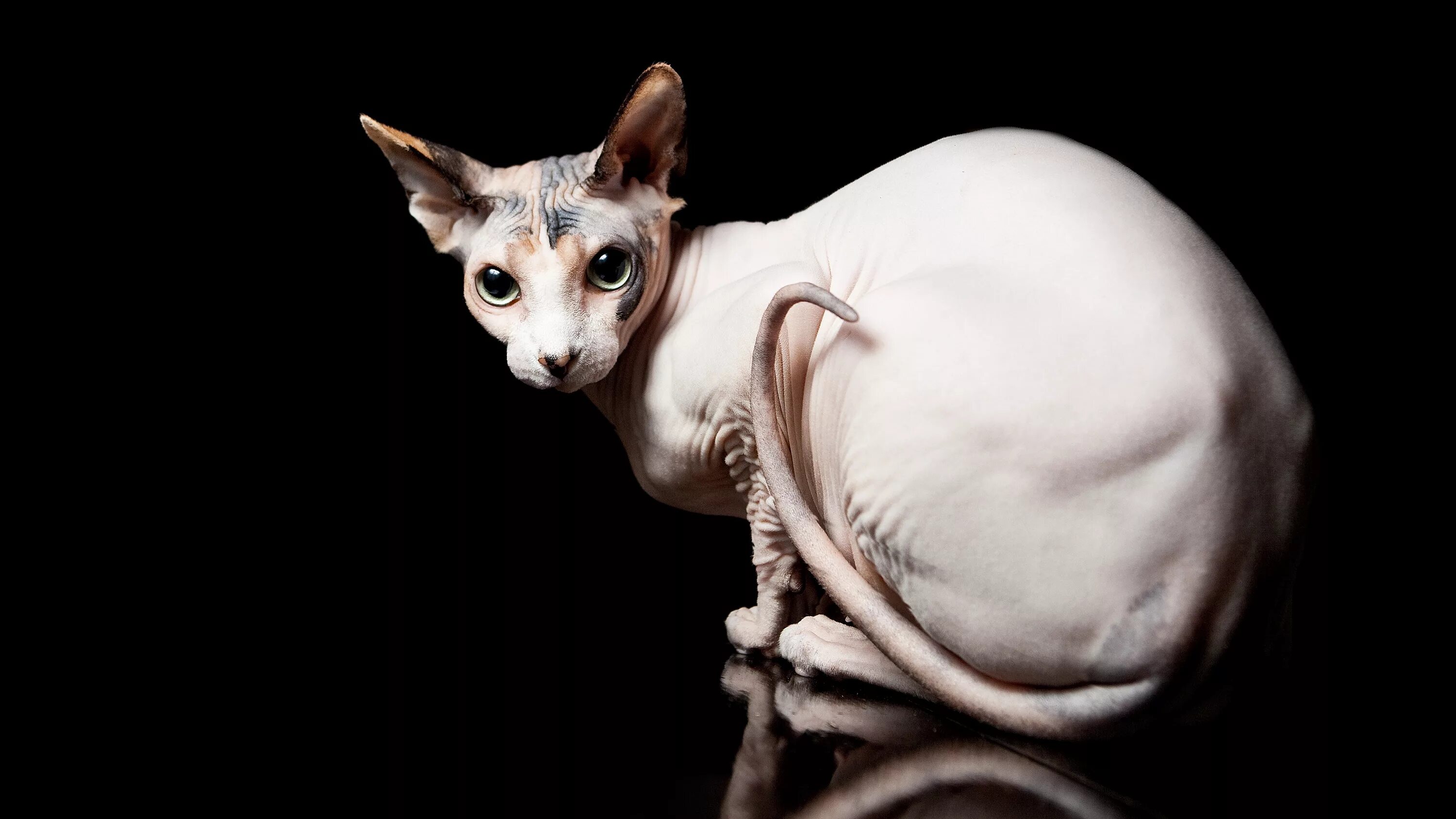Сфинксы лучшие кошки
