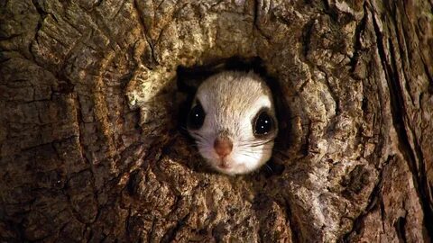 Free download wallpaper Squirrel, Tree, Animal, Face, Flying Squirrel, Japa...