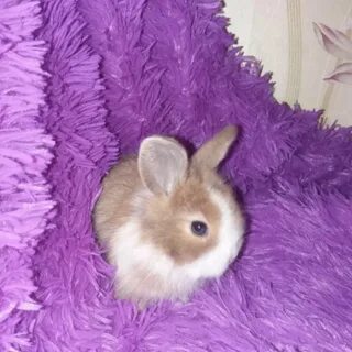 Как звали крольчиху