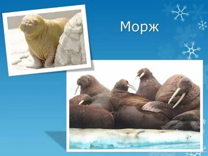 Сообщение о морже 4 класс окружающий мир