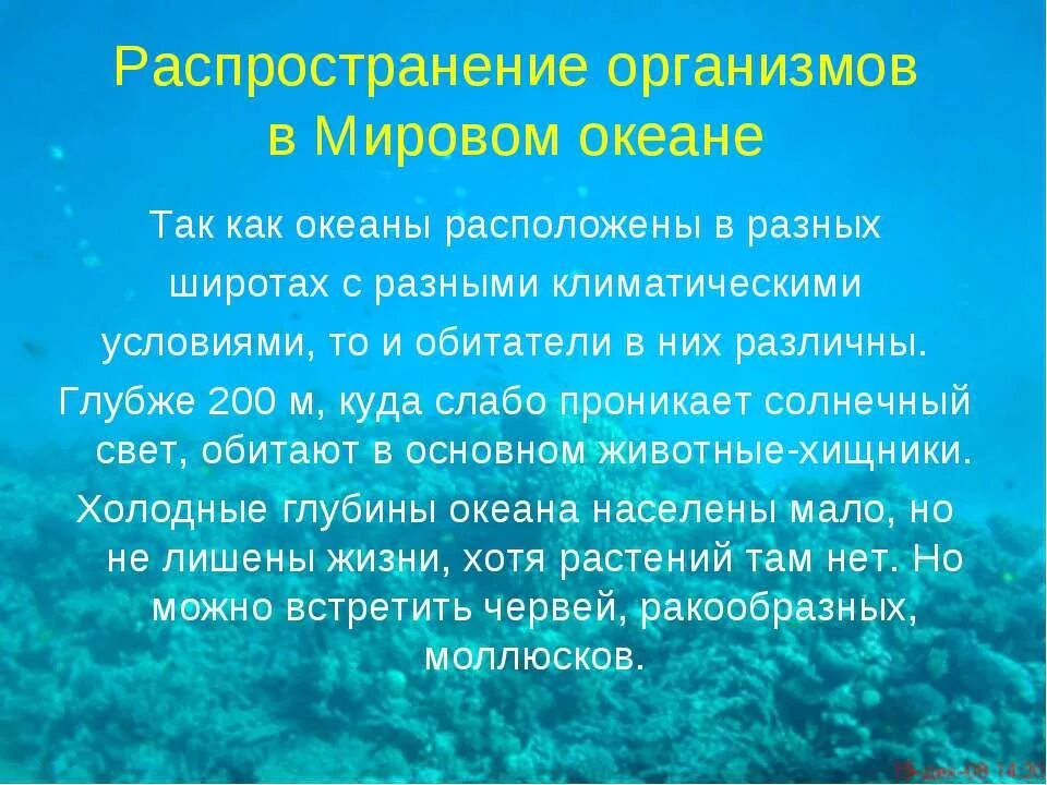 Сообщение о жизни в океане 6 класс