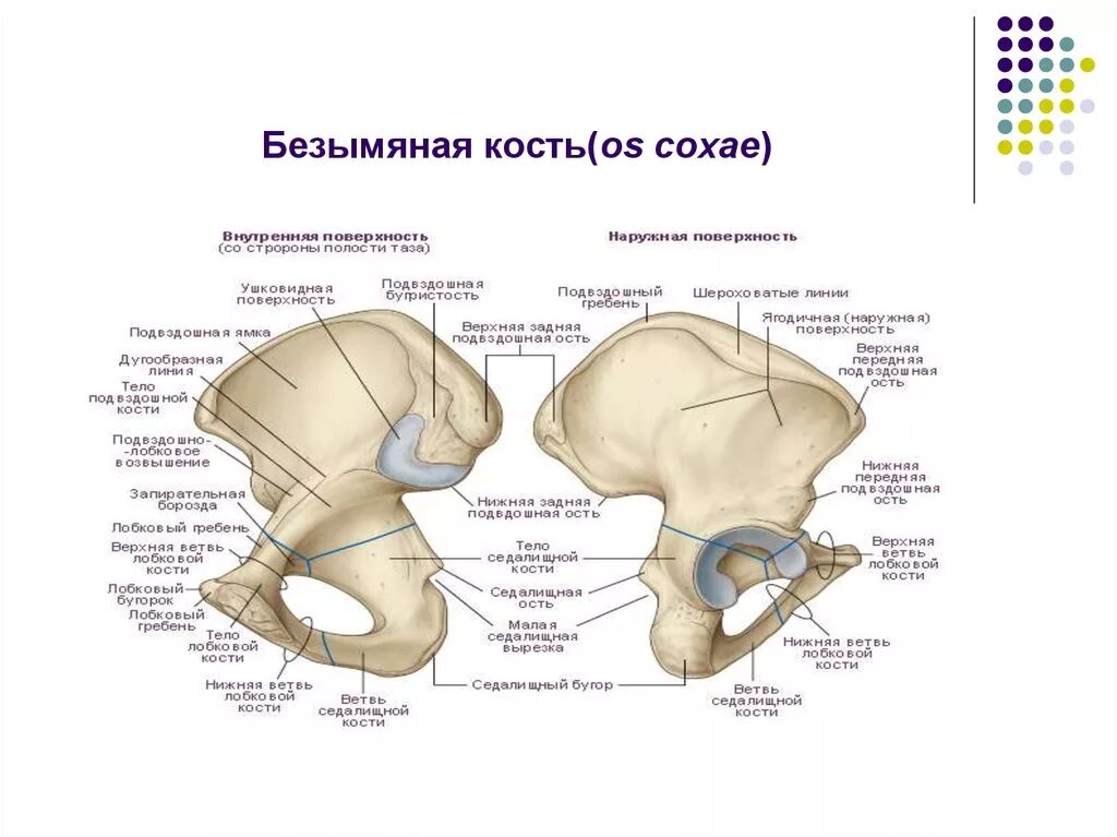 Линия подвздошной кости. Седалищная кость анатомия. Таз анатомия строение седалищная кость. Подвздошная кость Безымянная линия.