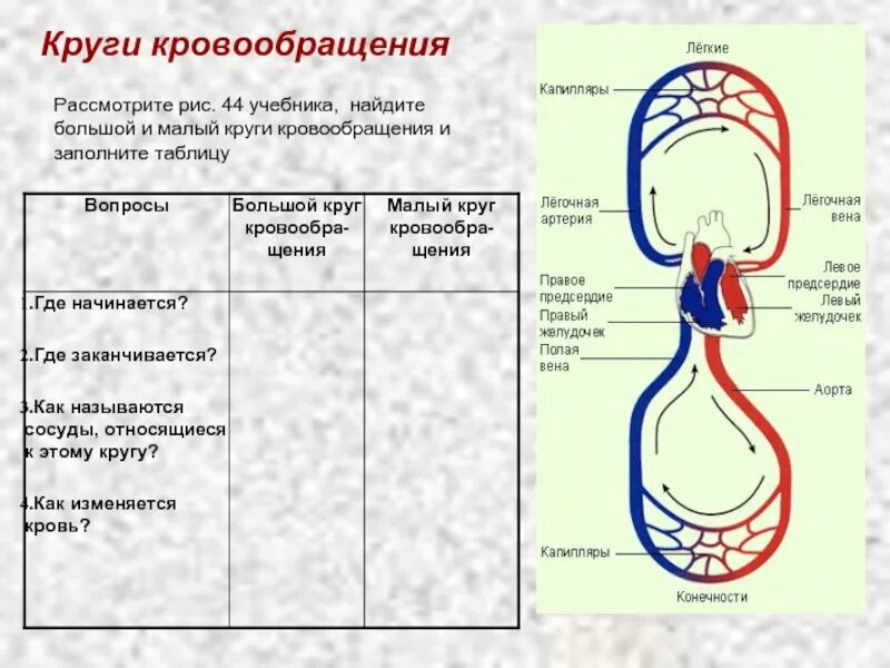 По артериям большого круга