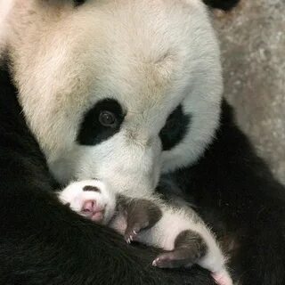 Panda 4 baby