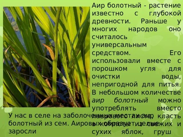 Растение АИР болотный. АИР болотный пахучий. АИР болотный презентация. АИР обыкновенный описание. День аир