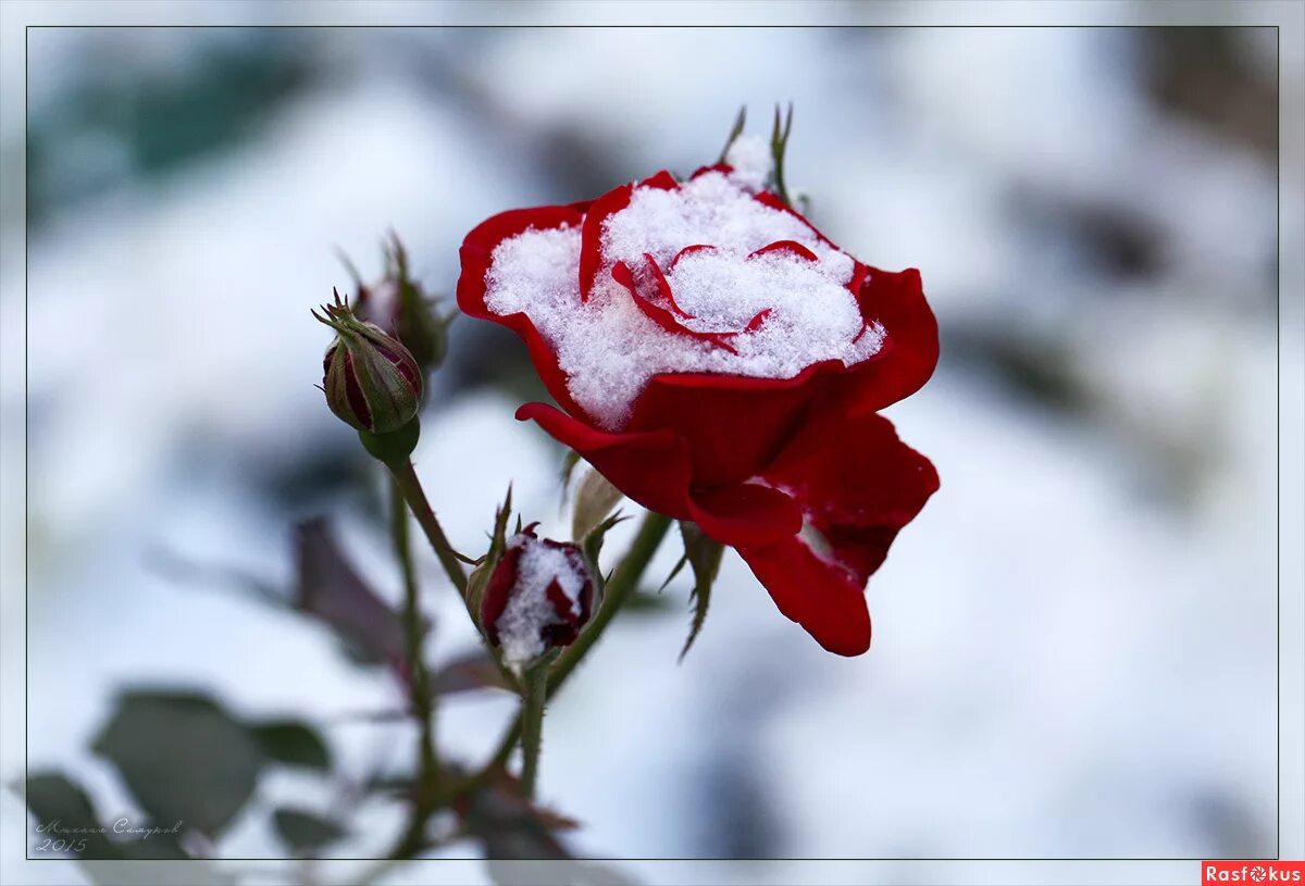 Красные цветы зимние розы. Розы на снегу. Алая роза на снегу. Синяя роза на снегу. Красные цветы на снегу.