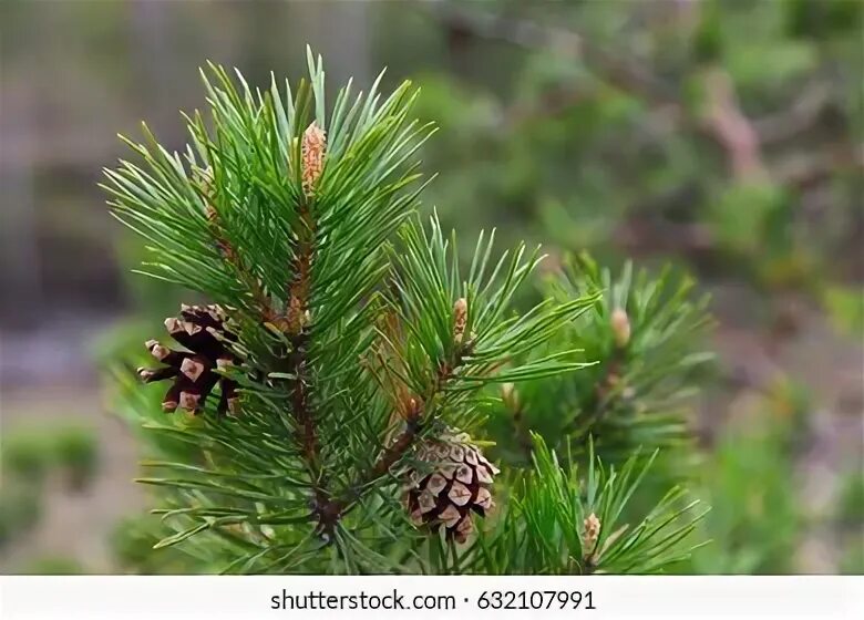Pine up