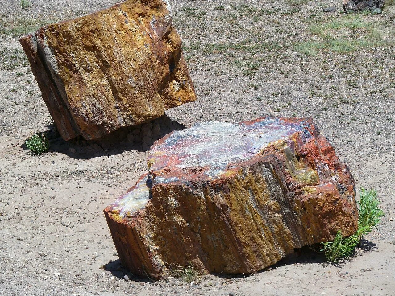 Окаменевшая хвойная. Окаменелое дерево.(Petrified Wood).. Окаменелые деревья в Аризоне. Окаменевший лес Петрифайд-Форест, США. Лес окаменелостей Чирунду Замбия.