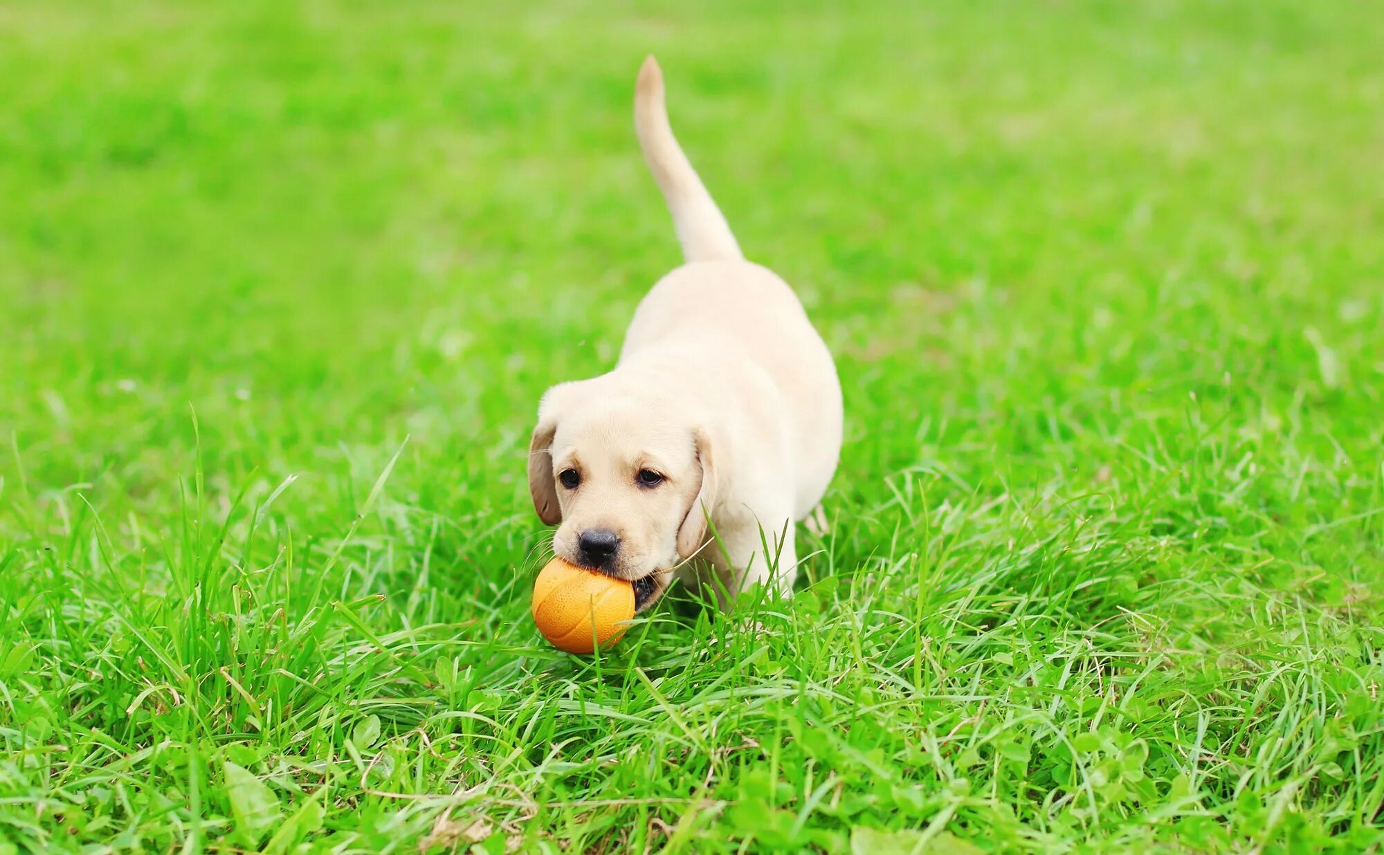 Puppy playing 2