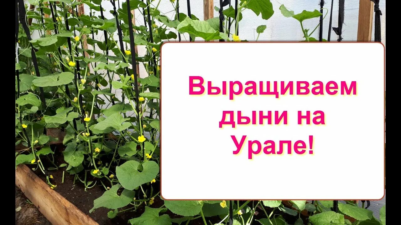 Как ухаживать за рассадой дыни. Дыня формирование куста в теплице. формировка дыни в теплице. прищипывание дыни в теплице. формирование дыни на урале.