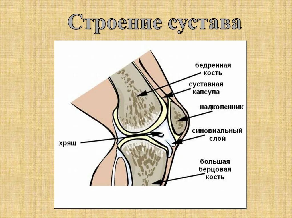 Сустав человека строение анатомия. Коленный сустав анатомия строение кости. Схема строения коленного сустава человека. Коленный сустав анатомия строение рисунок. Зарисовать строение сустава.