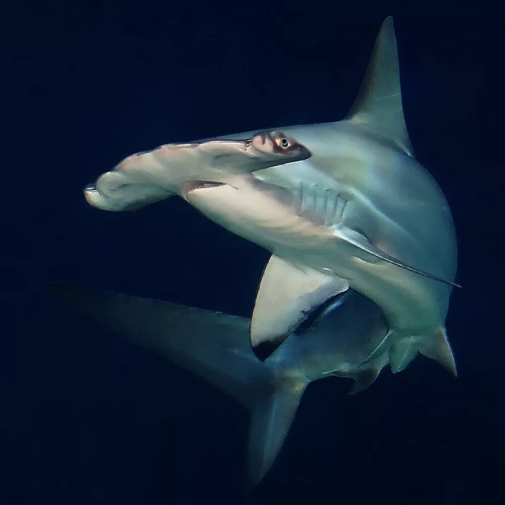 Рыба молот акула. Акула-молот (Sphyrna Zygaena). Hammerhead Shark. Большеголовая молот-рыба.