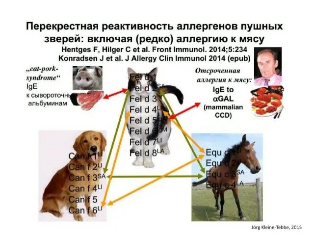Реактивность животных. Перекрестная аллергия кошачья шерсть. перекрестная реакция аллергенов. перекрестная аллергия на собаку. перекрестная аллергия на животных.