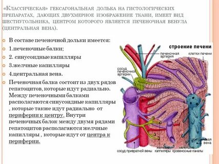 Желчные капилляры печени