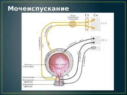 Как улучшить мочеиспускание