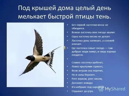 Сириус ласточка