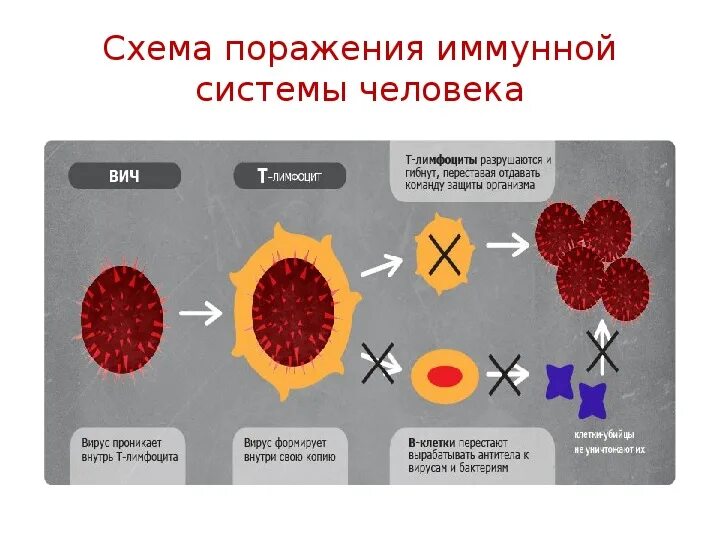 Поражения иммунной системы. Схема поражения иммунной системы при ВИЧ-инфекции. Поражение иммунной системы при ВИЧ. Схема действия иммунной системы. Иммунная система при ВИЧ схема.