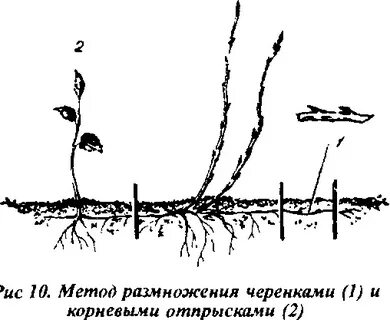 Малина какое размножение