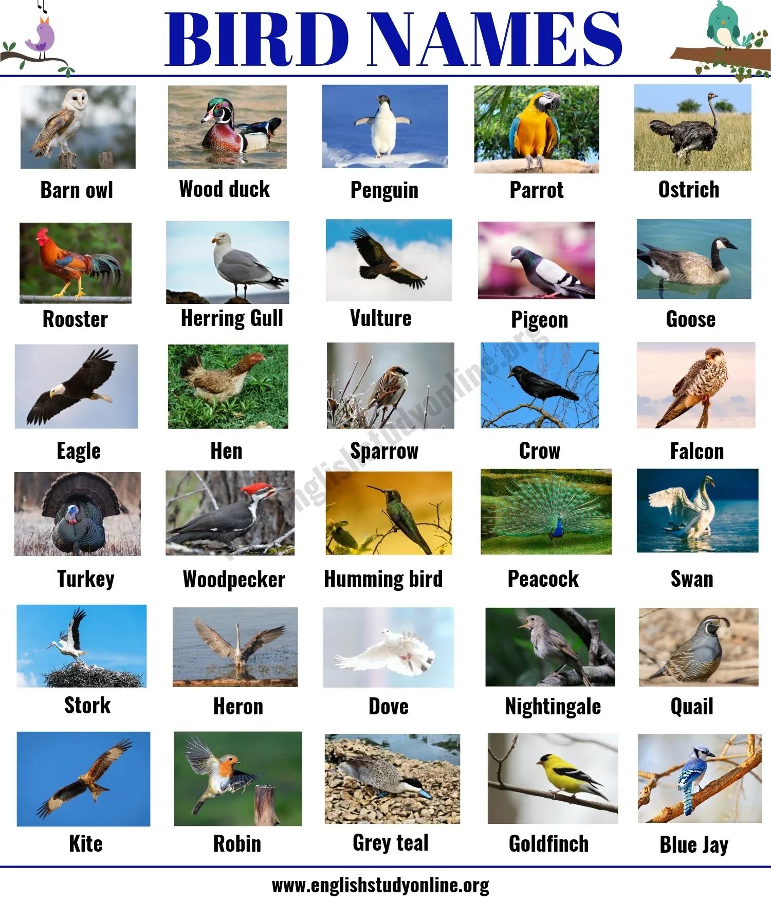Птицы на английском. Виды птиц на английском языке. Названия птиц на англи. Птицы на английском для детей. Перевести птиц на английский