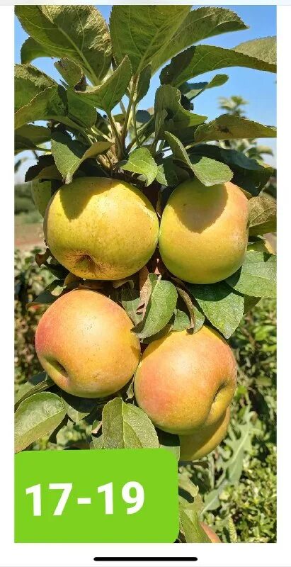 искать по фото садовод. цум садовод. шелковый костюм садовод. реальный садовод. руководитель садовода.