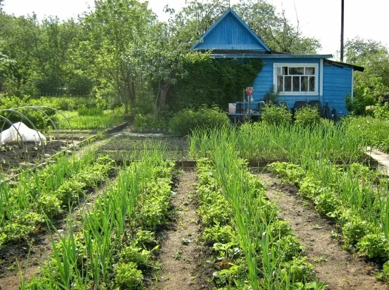 Купля продажа оформленной дачи. Деревенский домик с огородом. Дачный участок. Садовый участок. Деревенский огород.