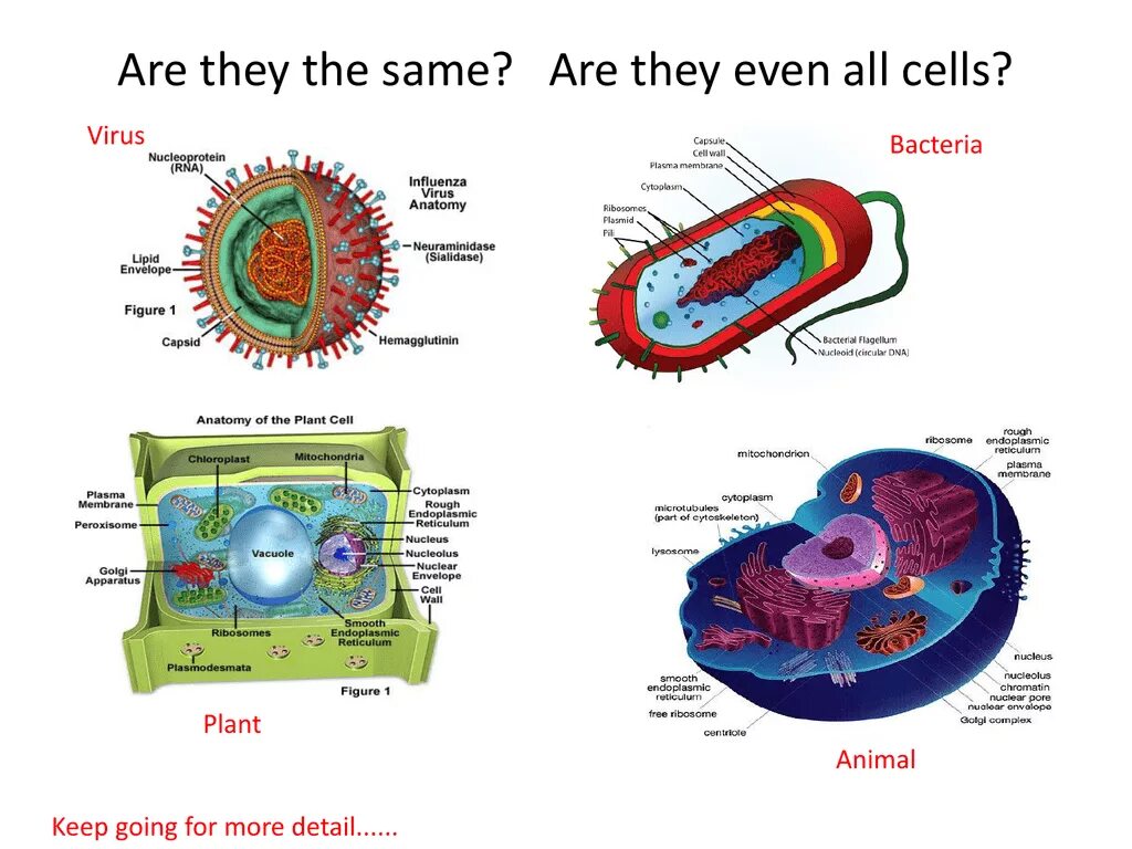 Cell virus. Virus Cells. All Cell. Effect of viruses on Cell. Lipids in Plant Cell membrane.