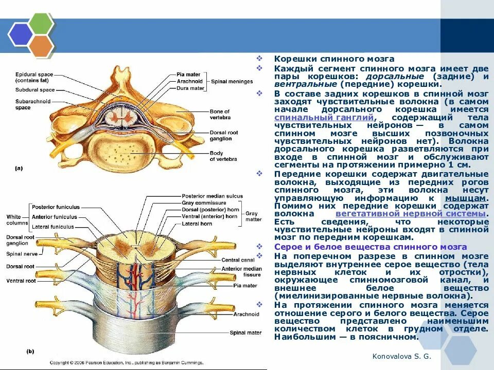 Функции Корешков спинного мозга таблица. Задние корешки спинномозговых нервов. Корешки спинномозговых нервов анатомия. Промежуточные нервные узлы