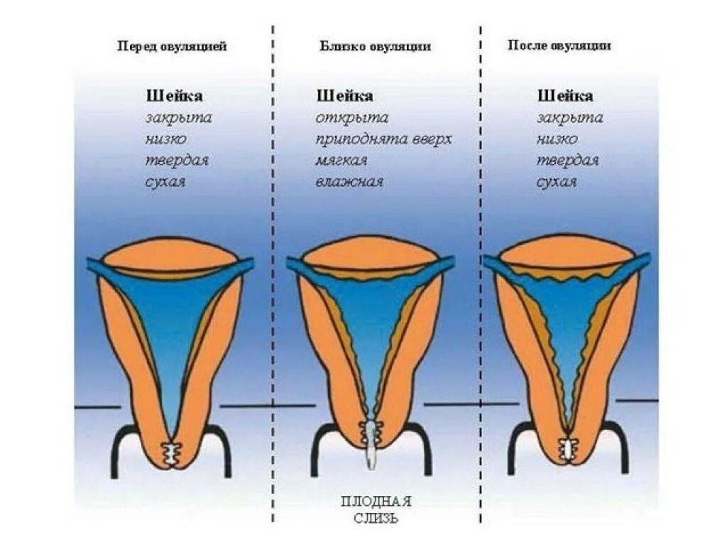 Матка при овуляции. Шейка матки перед месячными. шейкамстки перед месячными. расположение шейки матки при овуляции. матка перед месячными.