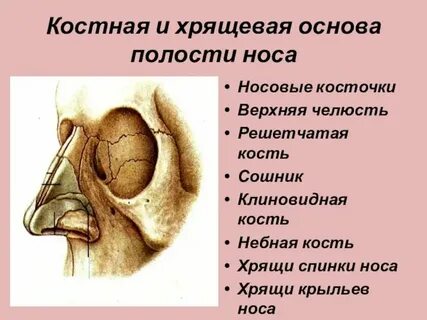 Нос какая ткань