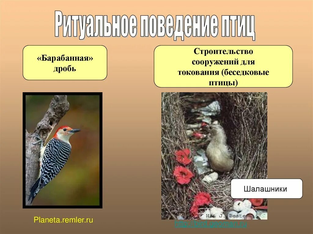 Сезонные явления в жизни птиц. Годовой жизненный цикл птиц и сезонные явления в жизни птиц. Сезонное поведение птиц. Токовое поведение птиц.