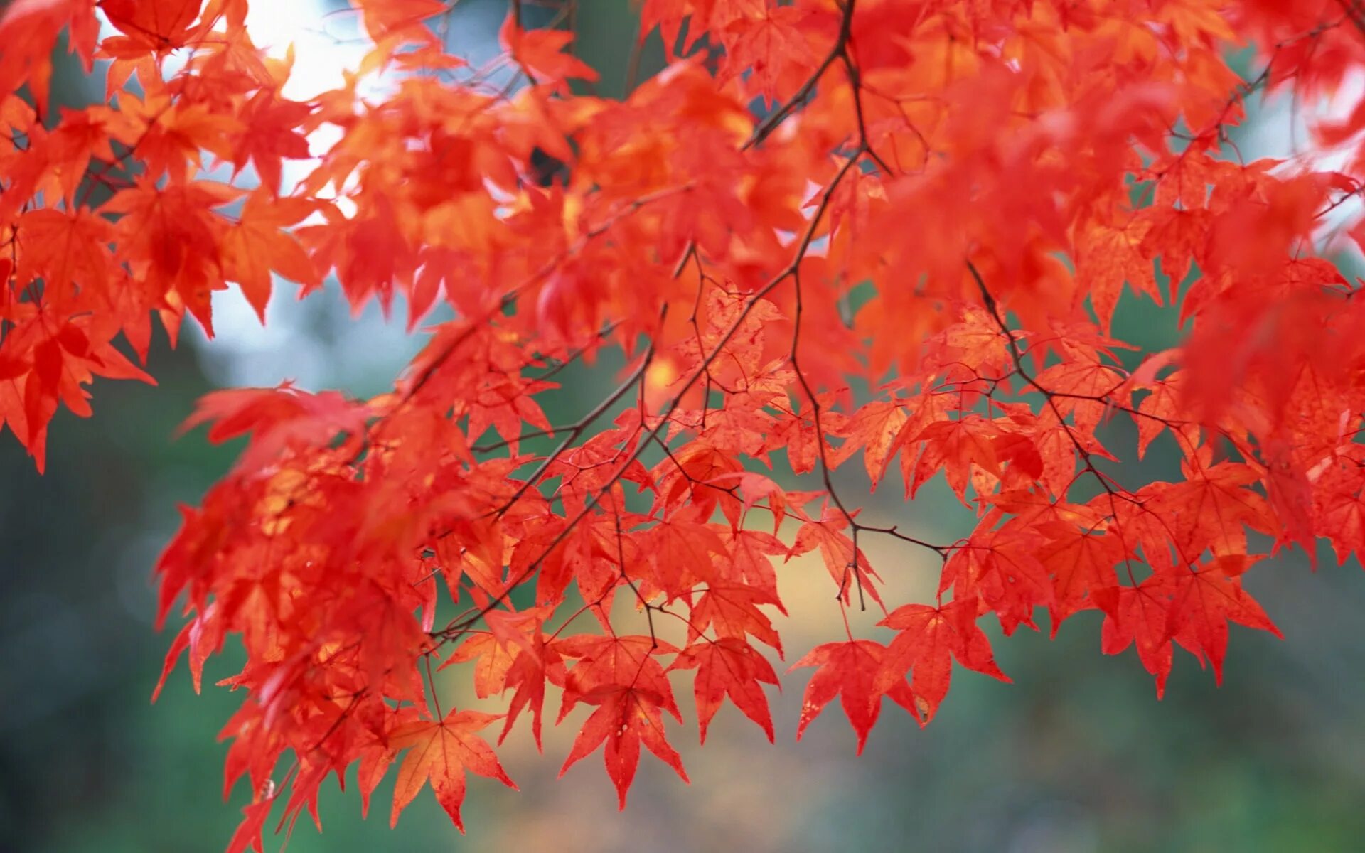 Осень ярко красно желтыми. Клен красный саммер ред. клен красный &#039;summer red&#039;. осень клен. осенняя ветка.