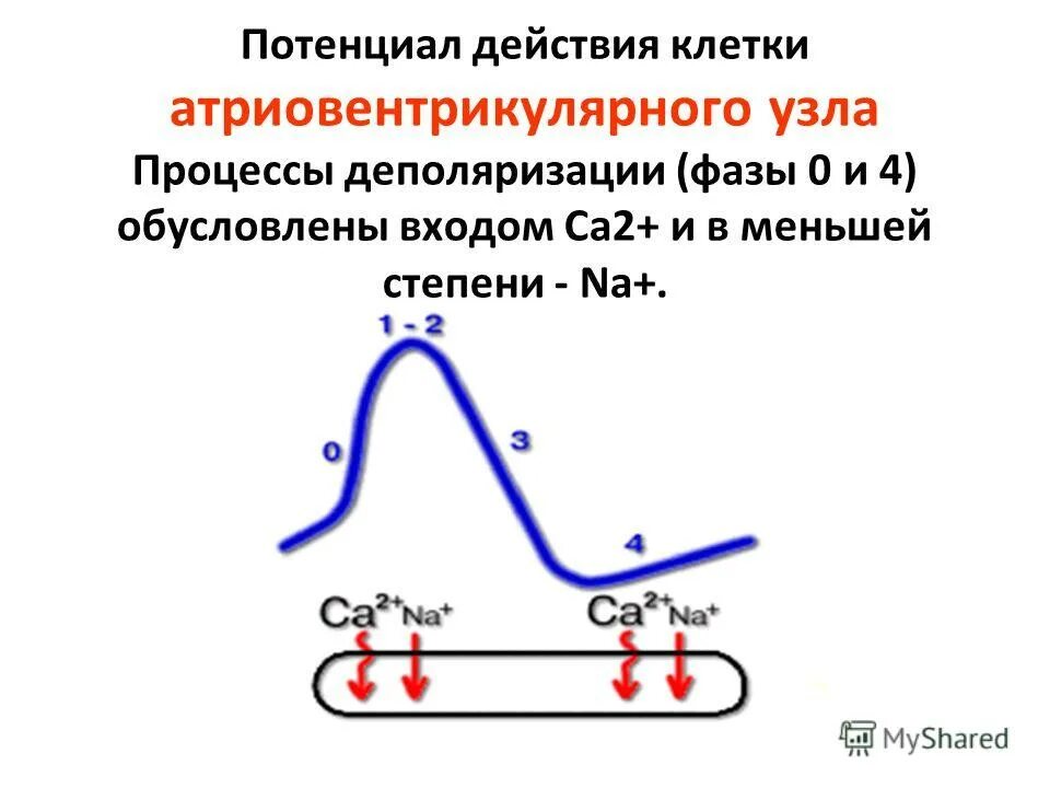Длительность потенциала действия клеток проводящей системы равна. Фазы потенциала действия типичного кардиомиоцита. Длительность потенциала действия клеток проводящей системы равна. Законы потенциала действия. Фазы потенциала действия и фазы возбудимости.