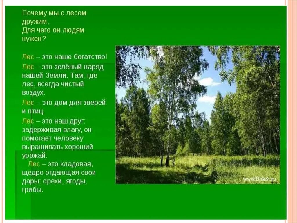 Жизнь леса 2 класс окружающий мир. Презентация на тему лес. Доклад жизнь леса. Доклад про лес. Проект жизнь леса.