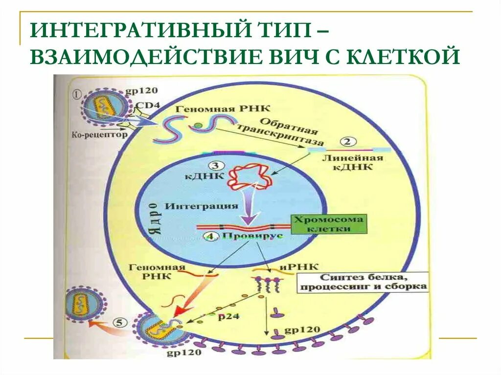 Абортивный Тип взаимодействия вируса. Интегративный Тип взаимодействия. Интегративный Тип взаимодействия вируса с клеткой. Абортивный Тип взаимодействия вируса с клеткой.