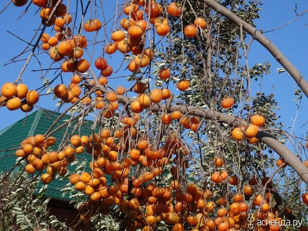 Отзывы хурма фото садоводов. Хурма сорт персимон. Хурма россиянка дерево. Саженцы хурмы россиянка. Хурма сорт россиянка.