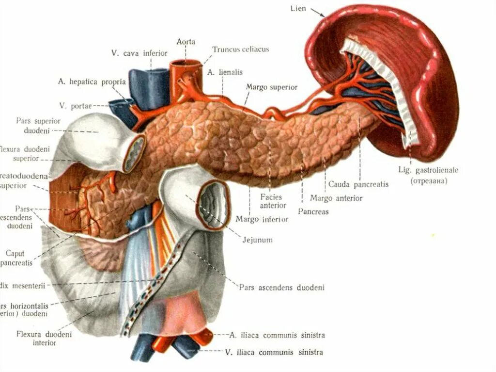 Селезенка желудок поджелудочная железа. Поджелудочная железа двенадцатиперстная кишка селезенка. Поджелудочная железа атлас анатомии человека. Поджелудочная железа селезеночная Вена. Вены поджелудочной железы анатомия.
