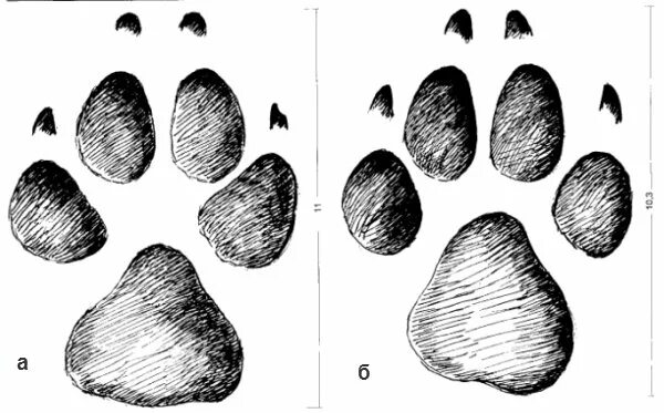 Как отличить следы. След волка лисы и собаки отличия. След лапы волка и собаки. Отпечаток следа волка и собаки. Волчий след и собачий.
