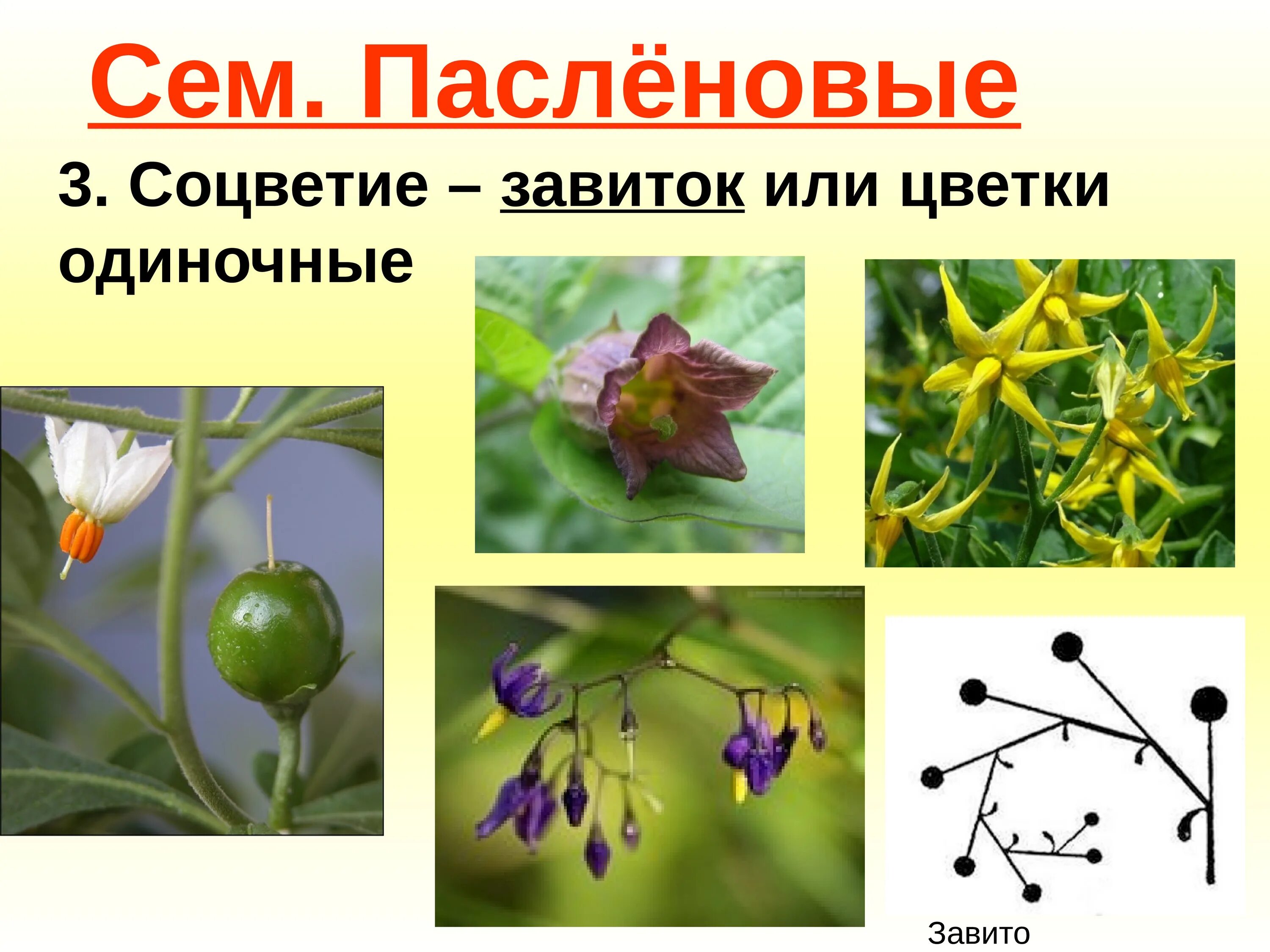 Покрытосеменные пасленовые двудольные. Двудольные растения Пасленовые. Пасленовые прилистник. Соцветие цветка пасленовых. Побег пасленовых.